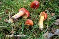 Hygrocybe punicea-amf961-1